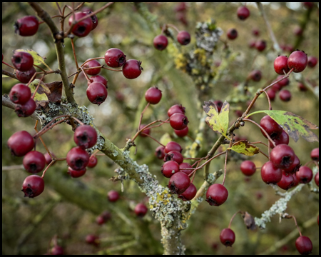 Rote Beeren an einem Busch
