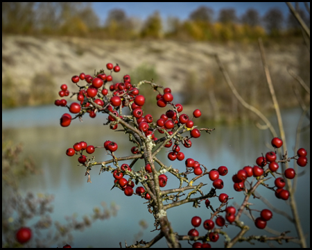 Rote Beeren vor einem unscharfen Teich
