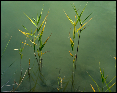 Wasserpflanzen im grünlichen Wasser eines Sees