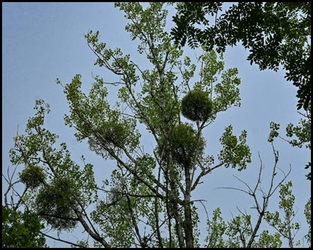 Mistelzweige im Baum