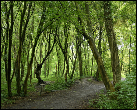 Verwunschener Wald