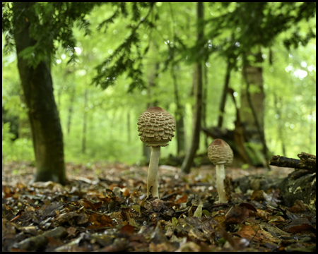 Pilze im Wald