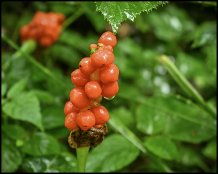 Rote Beeren an einer Pflanze: Aaronstab