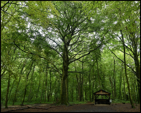 Schutzhütte unter einem hohen Baum