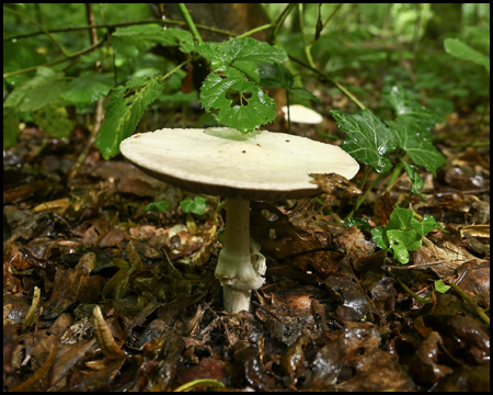 Ein Pilz auf Waldboden