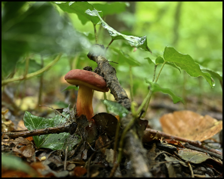 Pilz auf Waldboden