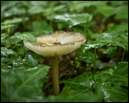 Pilz zwischen grünen Blättern