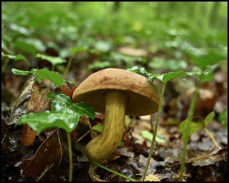 Pilz zwischen grünen Blättern