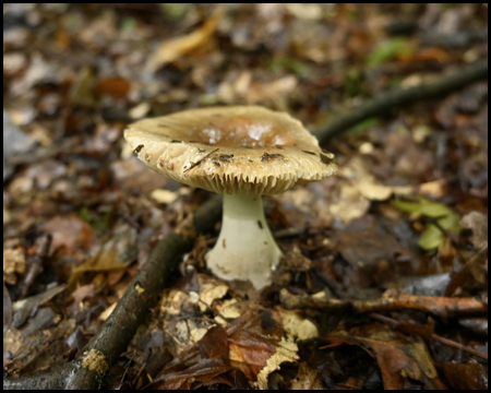 Ein Pilz am Waldboden