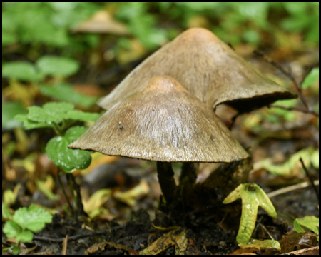 Zwei Pilze mit spitzen Hütchen