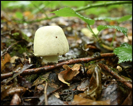 Einsamer weißer Pilz