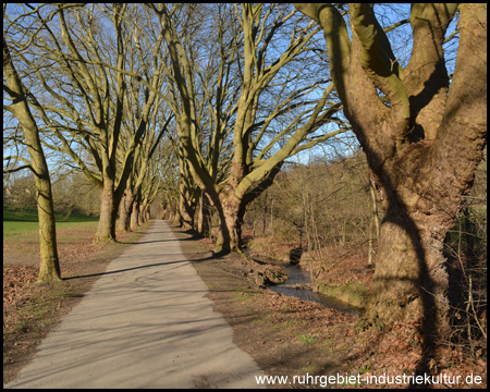 Allee entlang des Kortelbachs im Bornekamptal