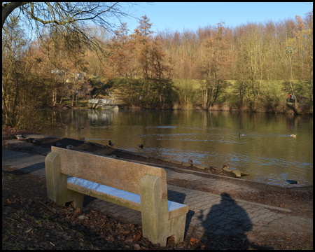 Am Teich kann man Wasservögel beobachten