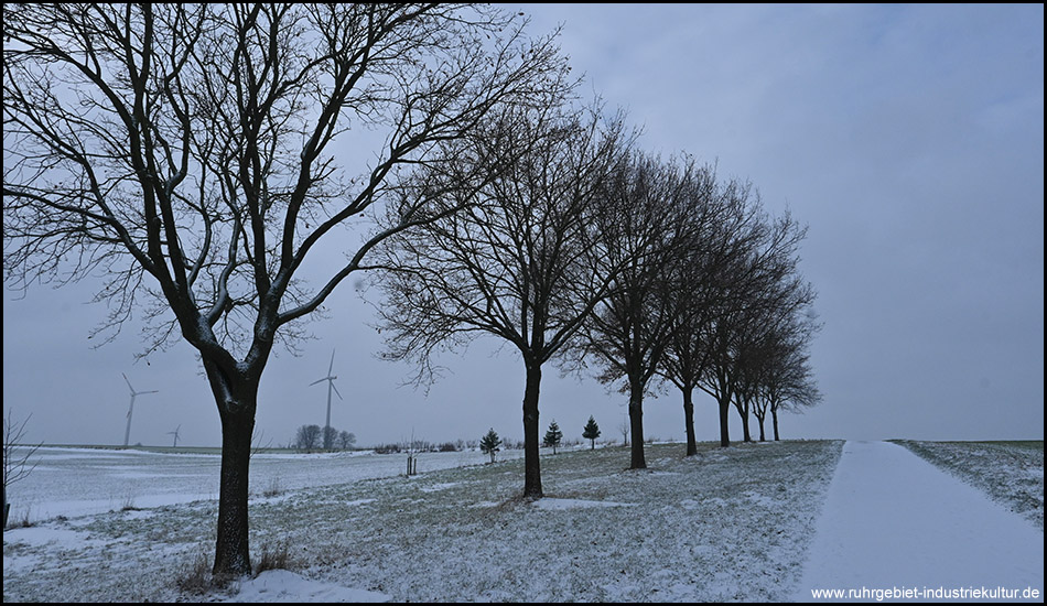 Verschneite Baumallee entlang eines Feldwegs bei grauem Winterhimmel, im Hintergrund Windkraftanlagen