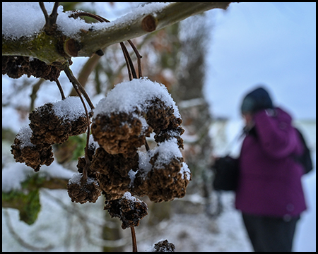 Schneebedeckte vertrocknete Früchte an einem Zweig, unscharf eine Person in violetter Jacke im Hintergrund