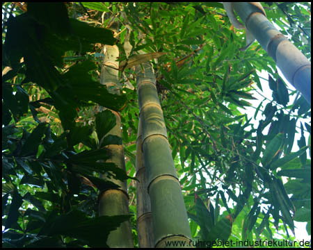 Pflanzenhäuser im Botanischen Garten der Ruhr-Universität