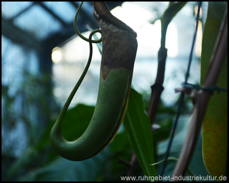 Pflanzenhäuser im Botanischen Garten der Ruhr-Universität