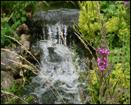 Kleiner Wasserfall und lilafarbene Wildblume