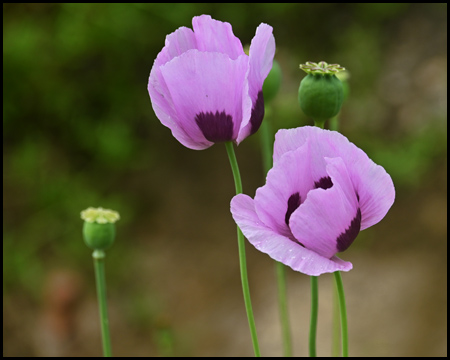 Lilafarbener Mohn