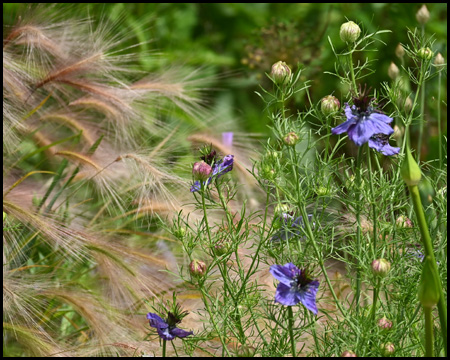 Wildblumen und Gräser