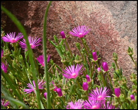 Mittagsblume