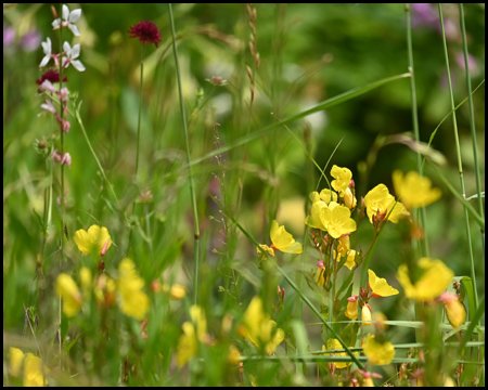 Gelbe Wildblumen