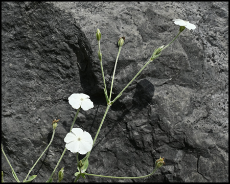 Weiße Nelke vor schwarzem Felsen