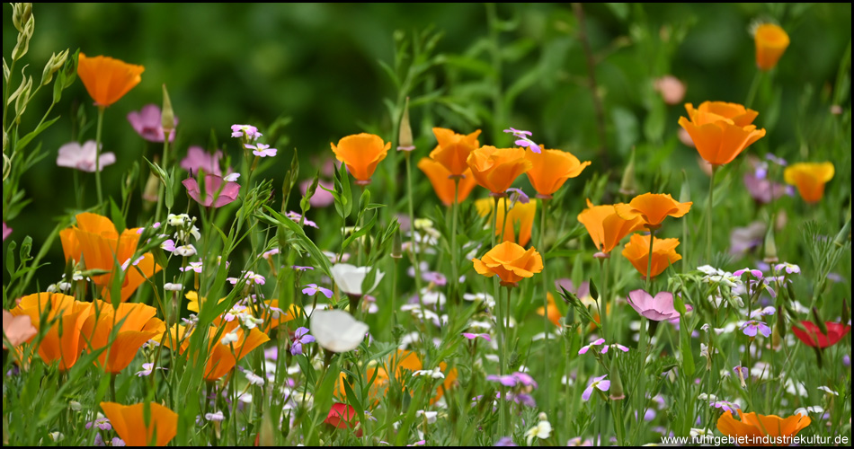 Sommerliche Wildblumenwiese u.a. mit Schlafmützchen