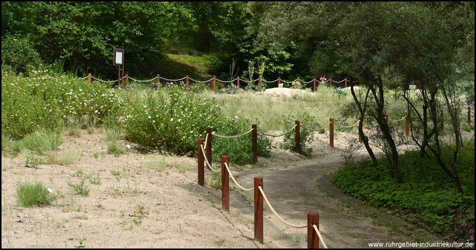 Dünenlandschaft im Botanischen Garten