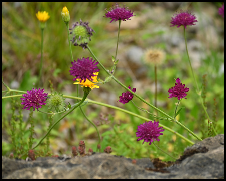 Wildblumen im Botanischen Garten