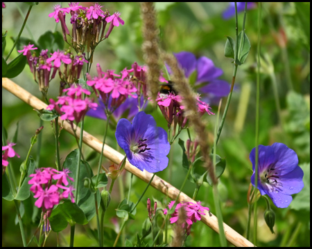 Bunte Wildblumen