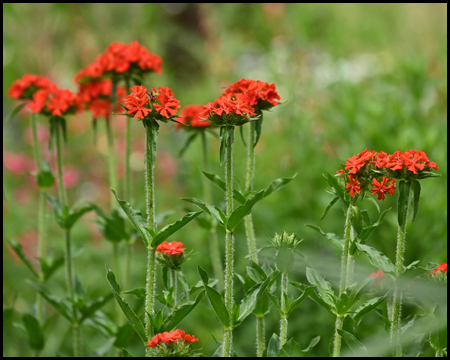 Rote Blumen