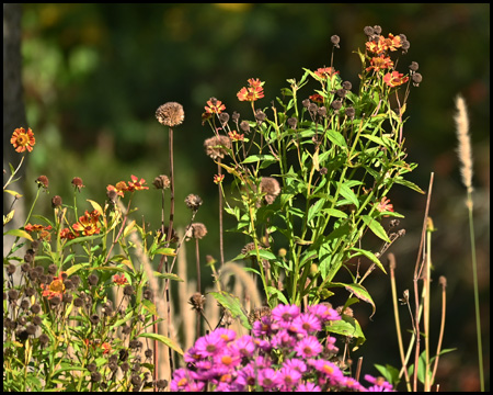 Herbstblumen