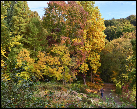 Bäume im Herbst