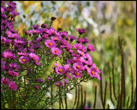 Herbstblumen