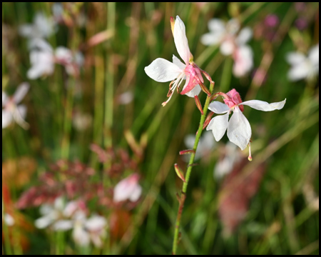 Detail einer Pflanzenblüte