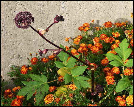 Tagetes vor Betonmauer