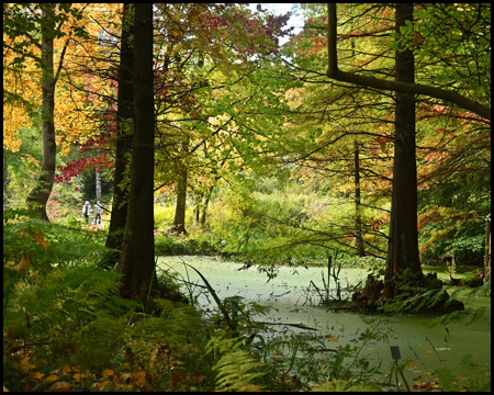 Sumpfzone und Herbstfärbung