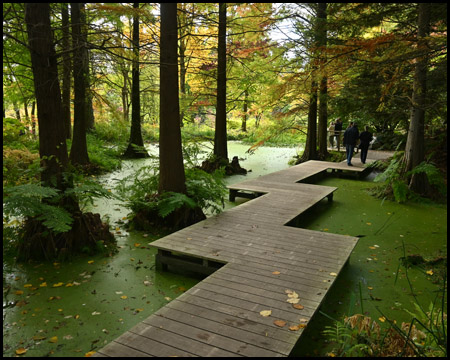 Steg über Wasser im Wald