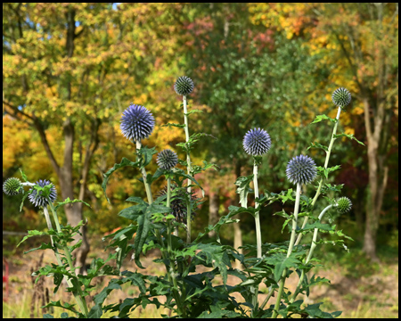 Disteln vor Herbstlaub