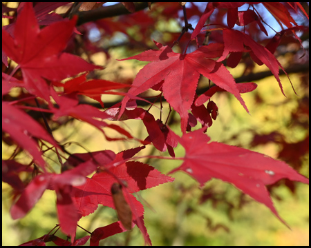 Ahornblatt im Herbst