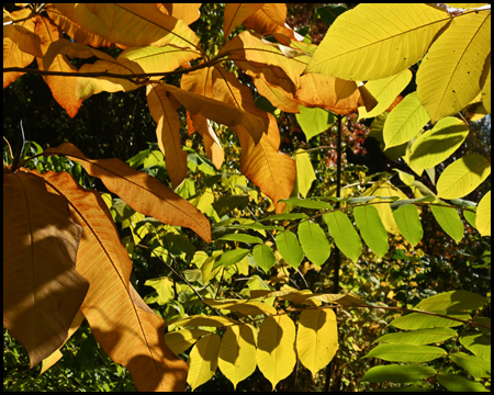 Herbstblätter