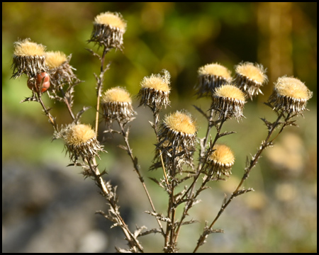 Detail einer Blüte