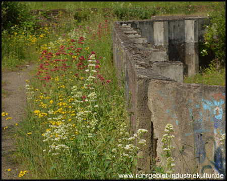 Natur macht sich vor brüchigem Beton breit