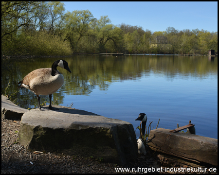 Brunosee in Dortmund und Castrop-Rauxel