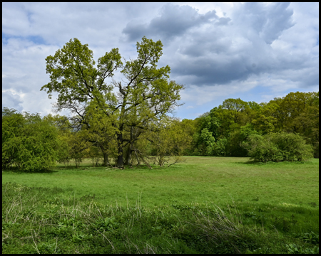 Baum in einer Wiese