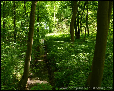 Auffällig geradlinige Wassergräben im Wald