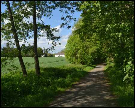 Radweg am Waldrand und an einem Feld