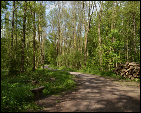 Radweg durch einen Wald