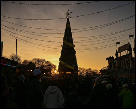 Weihnachtsbaum im Gegenlicht der untergehenden Sonne